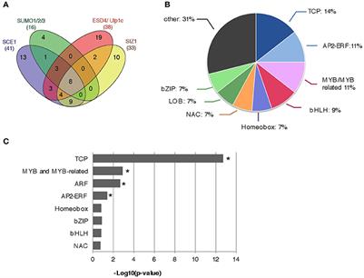 Arabidopsis TCP Transcription Factors Interact with the SUMO Conjugating Machinery in Nuclear Foci